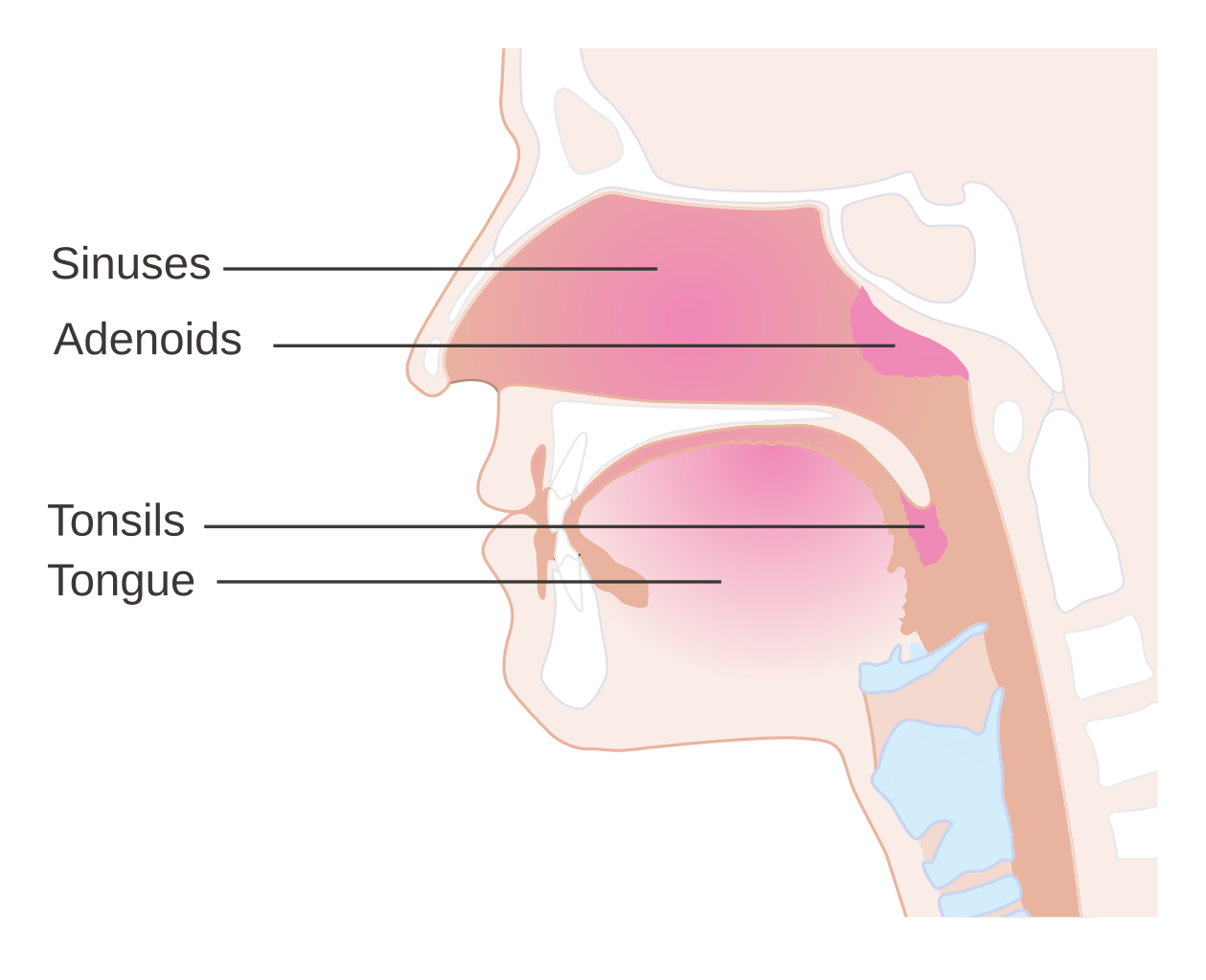 File:Diagram showing the adenoids and tonsils CRUK 280.svg ...