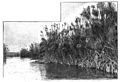 File:Die Gartenlaube (1899) b 0482.jpg Papyrusstauden am Anapofluß bei Syrakus