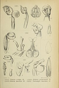 fig. 82 Hetaeria cristata Rhomboda cristata fig. 83 Hetaeria lamellata fig. 84 Hetaeria purpurascens Zeuxine violascens fig. 85 Dicerostylis lanceolata Hylophila lanceolata