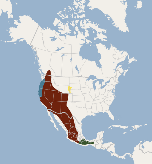 Distribution of Myotis thysanodes in the United States