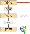 תמונה ממוזערת לגרסה מ־16:39, 3 במרץ 2010