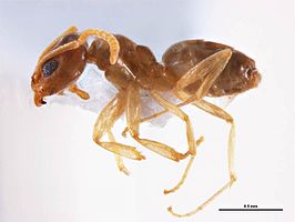 Doleromyrma rottnestensis