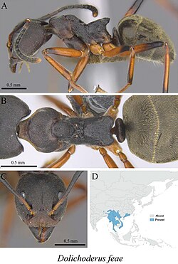 Dolichoderus feae (10.3897-zookeys.978.55767) Figure 13.jpg