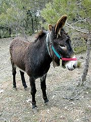 The Catalan donkey