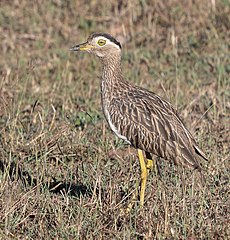 Double-striped Thick-knee, Costa Rica, January 2018 (27083948308), crop.jpg