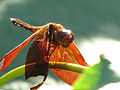 2011-04-25T17:18:11Z : user:Vaikoovery : File:Dragonfly From Koovery 4.jpg