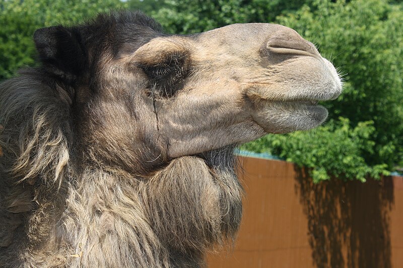 File:Dromedary camel at Lehigh Valley Zoo.JPG