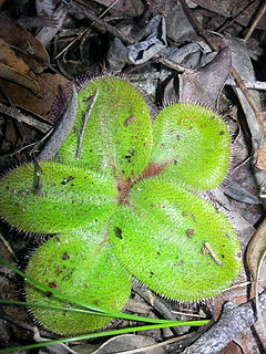 <i>Drosera macrophylla</i> Species of carnivorous plant