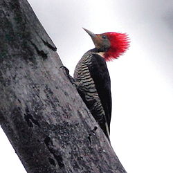 Dryocopus galeatus - Helmeted Woodpecker (female).JPG