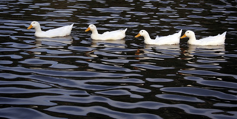 File:Ducks in a row.jpg