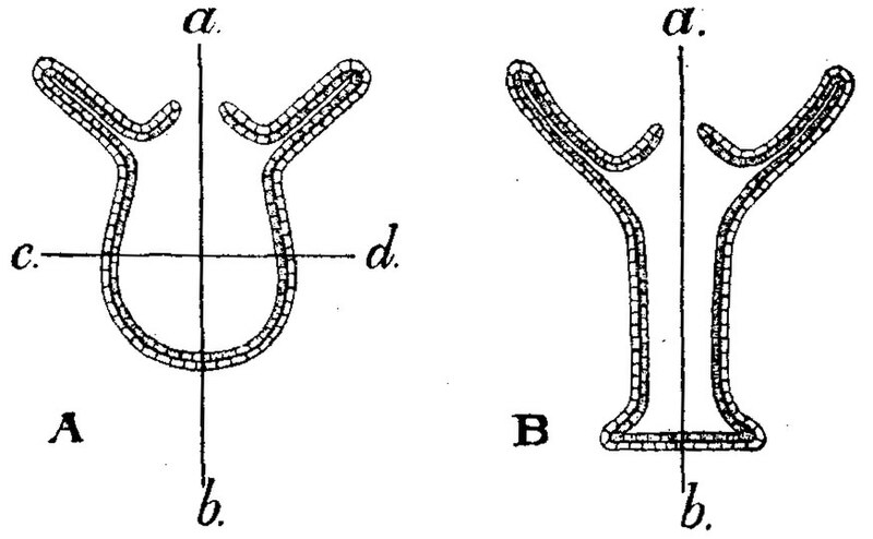 File:EB1911 Hydrozoa Fig. 3.JPG