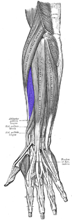 Coloured in purple: the Extensor Carpi Radialis Brevis muscle ECR-brevis.png