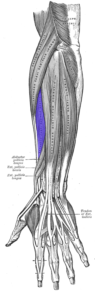 File:ECR-brevis.png