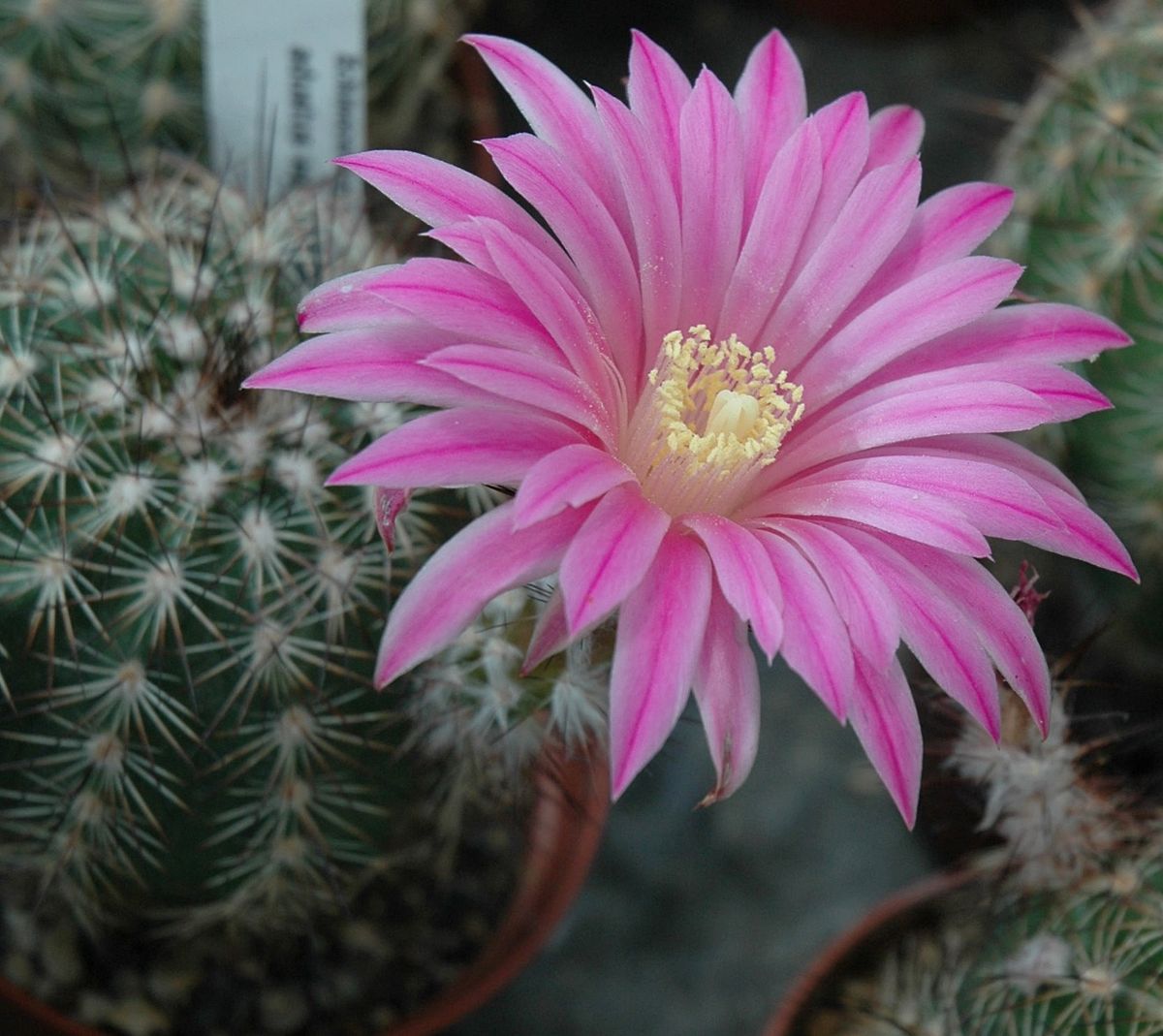 Эхиноцереус жестчайший Echinocereus rigidissimus