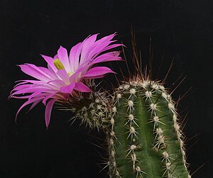 Echinocereus palmeri flower.JPG