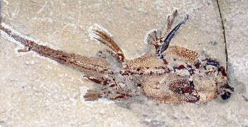 A fossil of Echinochimaera, a fish known from the Bear Gulch Limestone in Montana