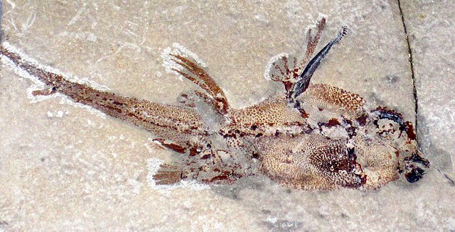 Fossil specimen of Echinochimaera from the Bear Gulch Limestone (Middle Carboniferous)