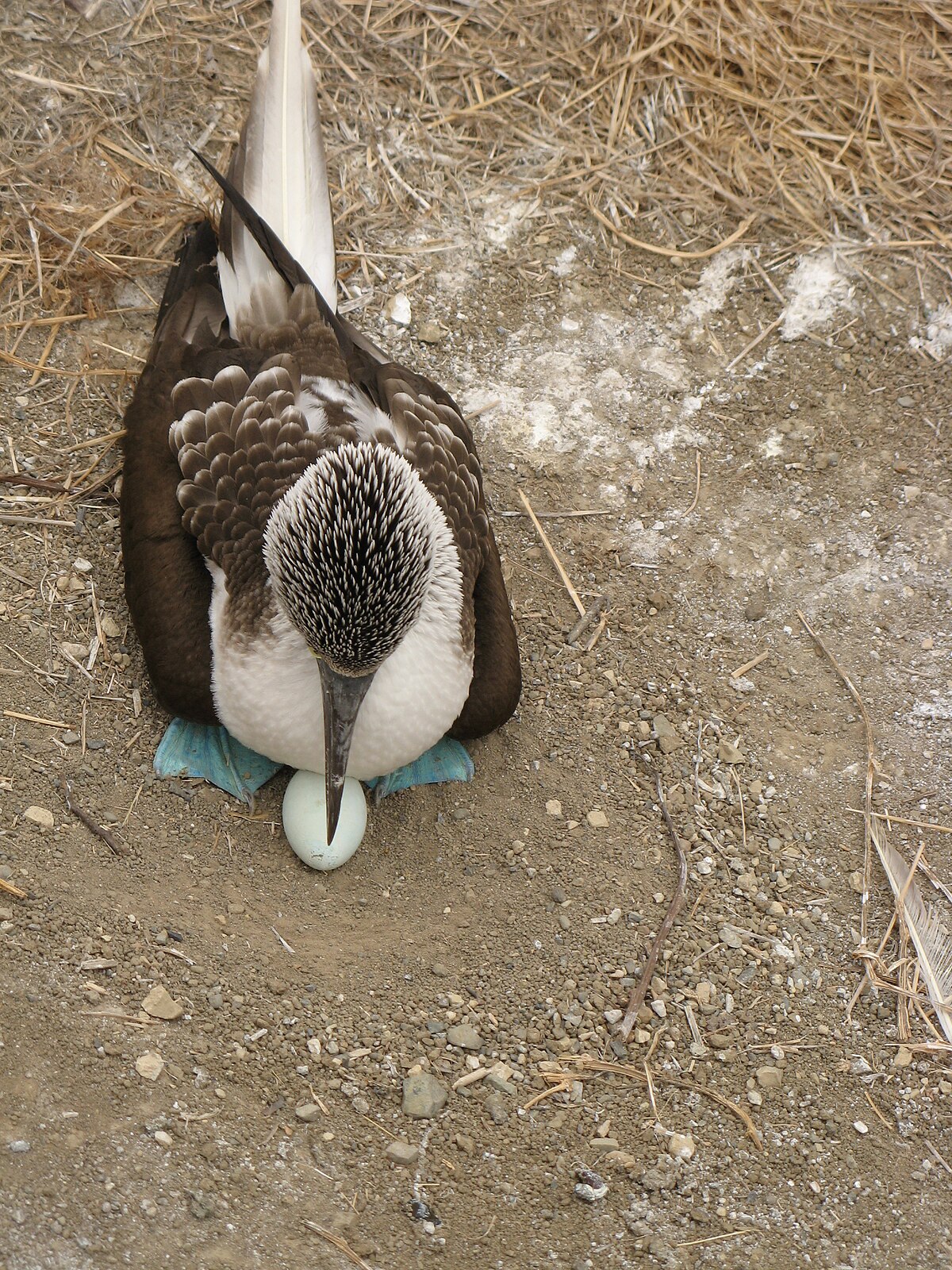 File:Ecuador Blue-footed Booby 6262.jpg - Wikimedia Commons
