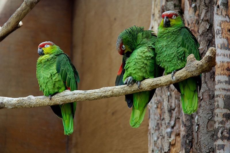 File:Ecuadorian Amazon Parrot at Chester Zoo 1.jpg