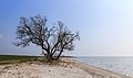 Eenzame boom op het strand. Locatie Mirnser Klif 01.jpg