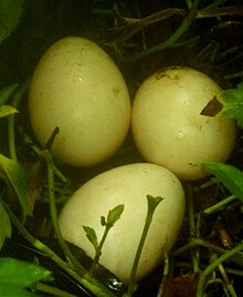 Peafowl eggs Eggs of Peafowl at Aravath Kasaragod.jpg