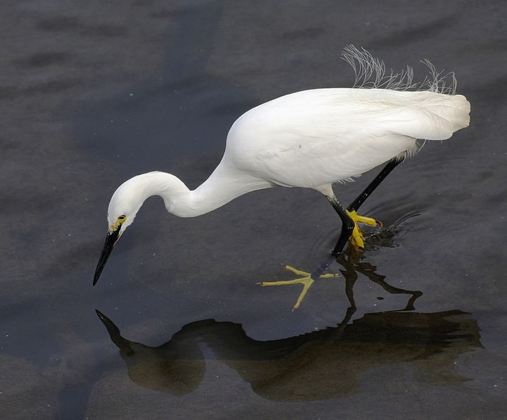 File:Egretta garzetta 01, Photozou.jpg