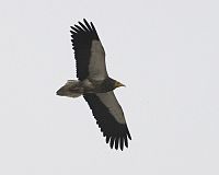 Egyptian Vulture (Neophron percnopterus) - Flickr - Lip Kee (2).jpg