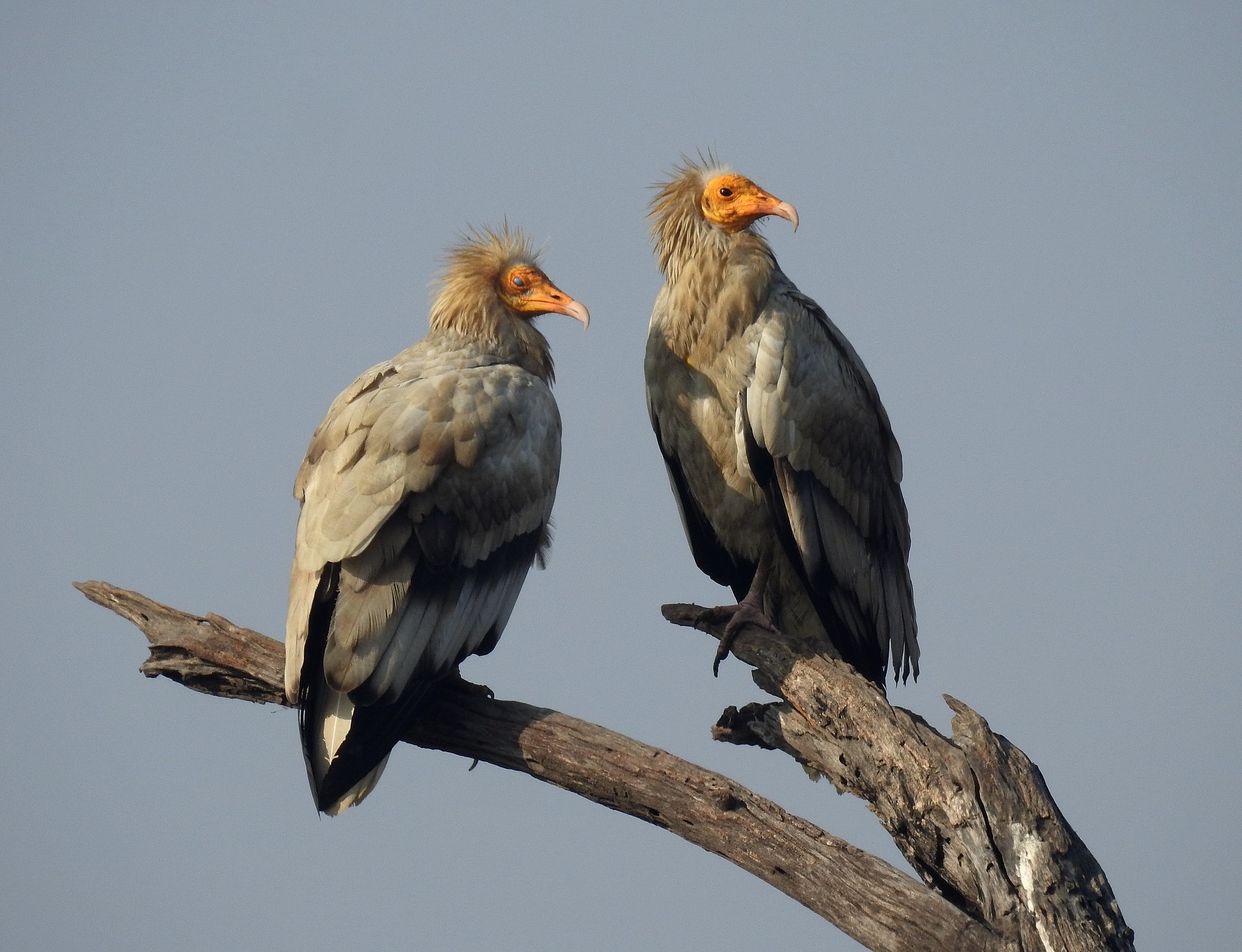 Egyptian Vulture Neophron percnopterus by Dr. Raju Kasambe DSCN2652 (32).jpg