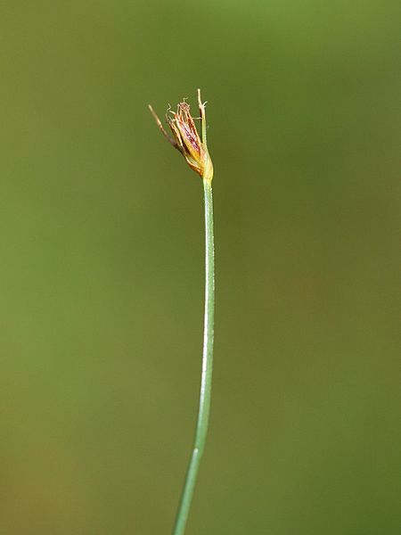 File:Eleocharis quinqueflora detail.jpeg