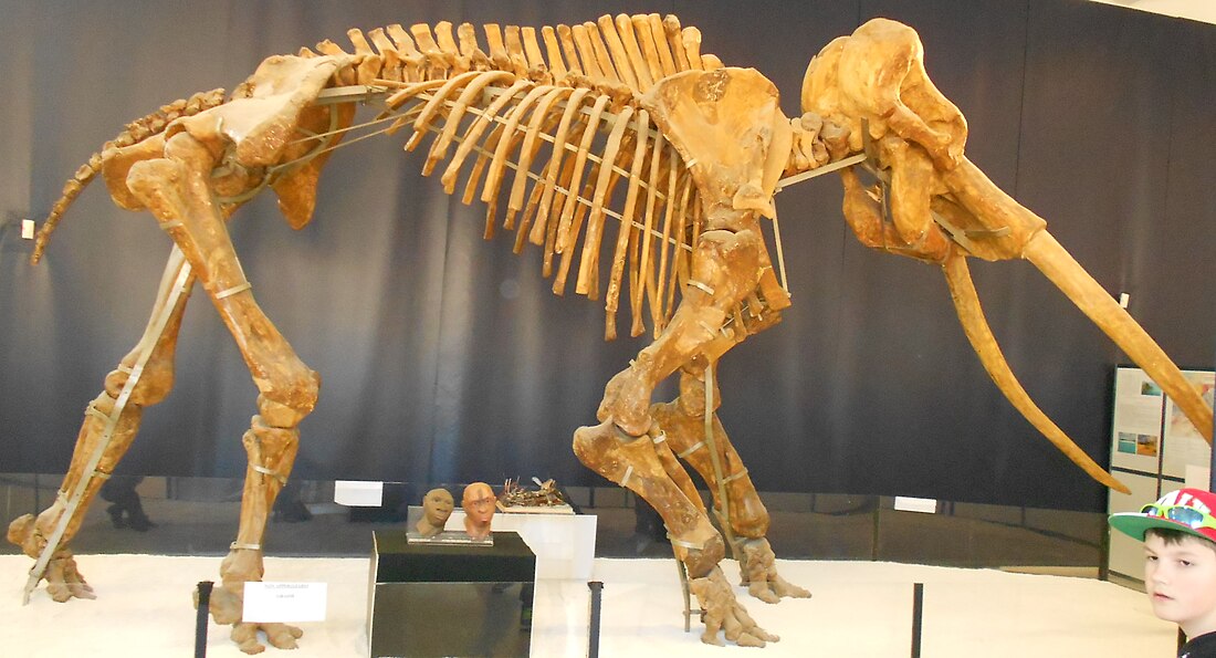 Palaeoloxodon antiquus