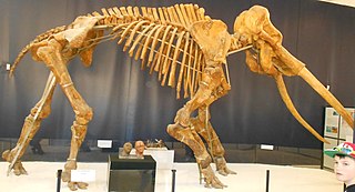 <span class="mw-page-title-main">Straight-tusked elephant</span> Extinct species of mammal