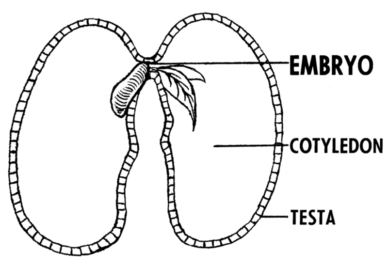 File:Embryo (PSF).png