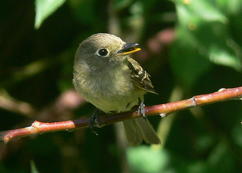 File:Empidonax difficilis2.jpg