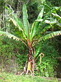 Plant on Mount Tsetserra, Mozambique