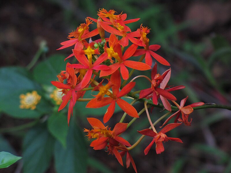 File:Epidendrum radicans 1.jpg