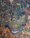 Epinephelus merra.jpg