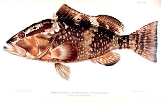 <span class="mw-page-title-main">Red grouper</span> Species of fish