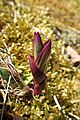 Epipactis atrorubens