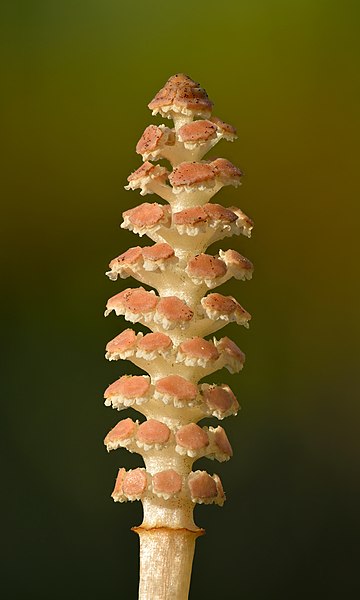 File:Equisetum arvense fertile spore-bearing stem - Keila.jpg