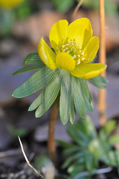 File:Eranthis hyemalis 2a.JPG