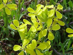 Erysimum helveticum0. jpg