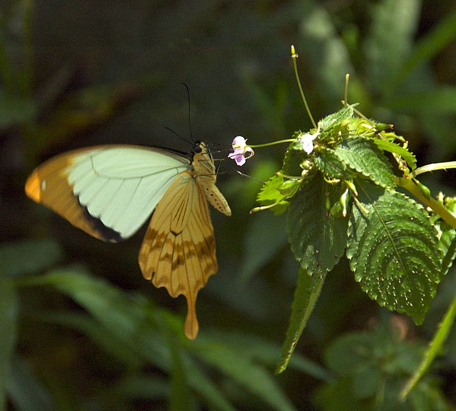 File:Ethiopian Butterfly (2377703189).jpg