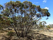 Eukalyptus comitae-vallis Gewohnheit (2).jpg