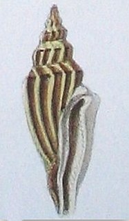 <i>Eucithara funiculata</i> Species of gastropod