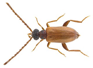 <i>Euglenes</i> Genus of beetles