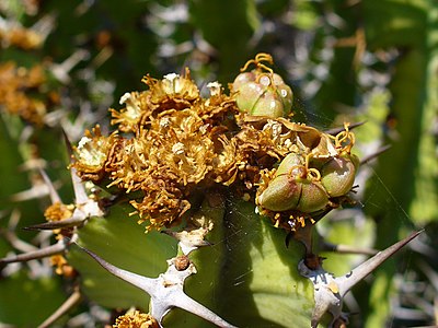 Euphorbia barnardii Fruits