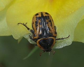 <i>Euphoria kernii</i> Species of beetle