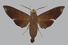 Eurypteryx geoffreyi BMNHE813361 male up.jpg