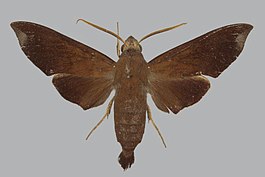 Eurypteryx geoffreyi