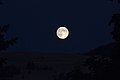 Evening Moon - panoramio.jpg